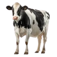 Cow age calculator illustration