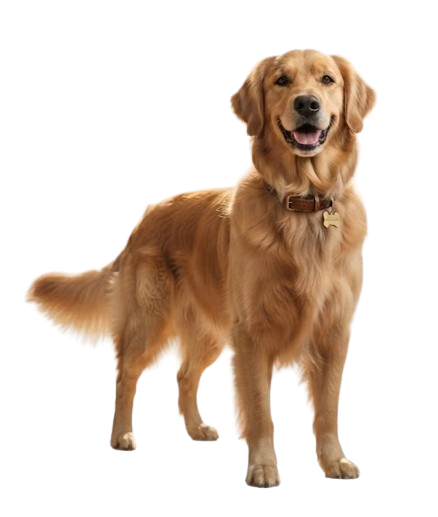 Dog age calculator illustration