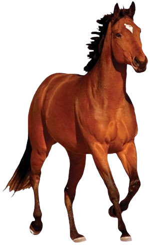 Horse age calculator illustration