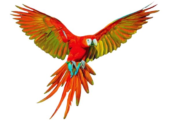 Parrot age calculator illustration