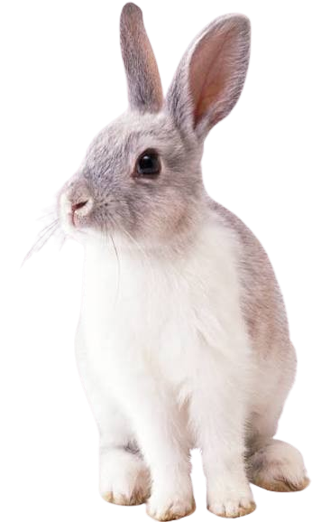 Rabbit age calculator illustration
