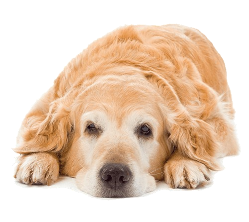 Geriatric Pet Life Stage