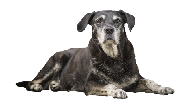 Senior Pet Life Stage