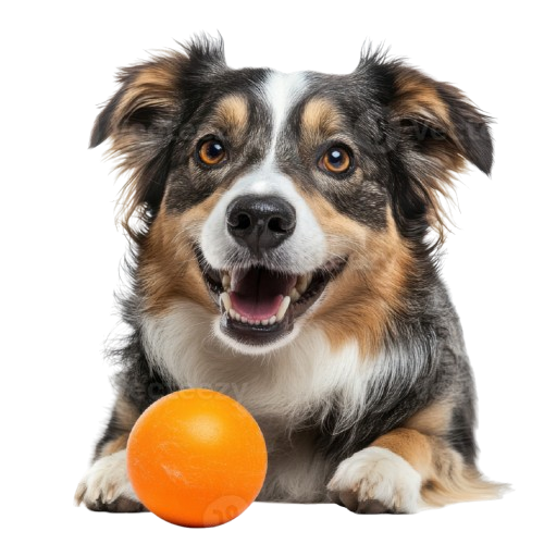 Young Adult Pet Life Stage